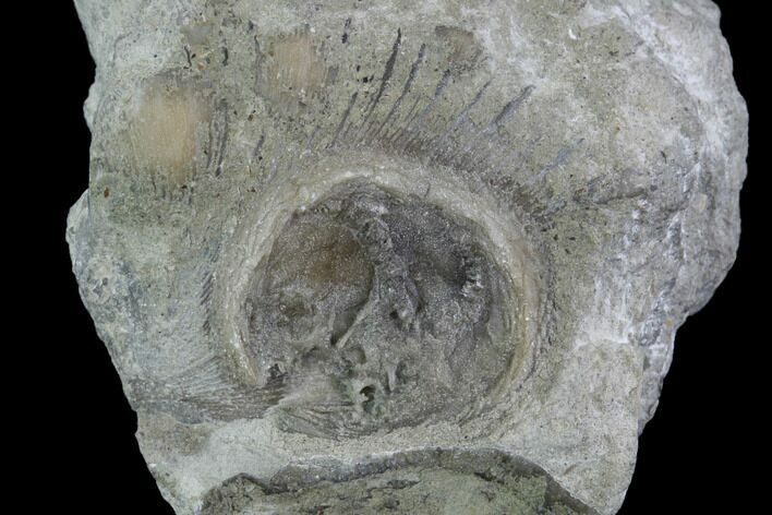 Edrioasteroid (Isorophus) On Brachiopod - Fairfield, Ohio #94651
